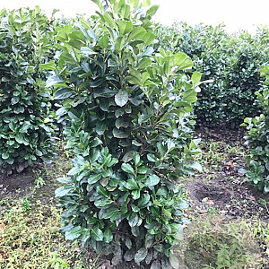 Prunus l. Etna 120-140 cm met kluit