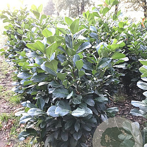 Prunus l. Etna 50-60 cm met kluit