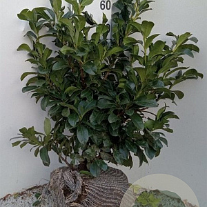 Prunus l. Etna 60-80 cm met kluit