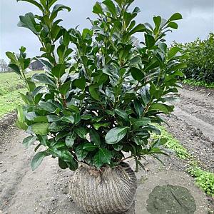 Prunus l. Etna 60-80 cm met kluit