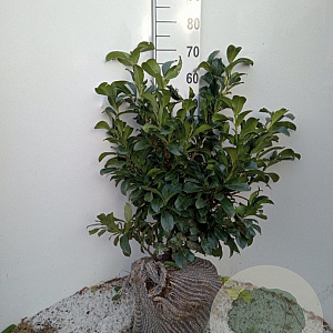 Prunus l. Etna 60-80 cm met kluit