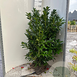 Prunus l. Etna 80-100 cm met kluit