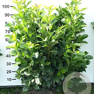 Prunus l. Etna 80-100 cm met kluit