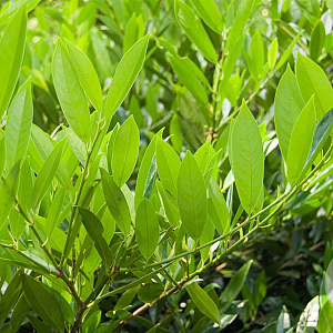 Prunus l. 'Otto Luyken' 40-50 cm met kluit