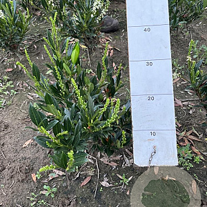 Prunus l. 'Otto Luyken' 40-50 cm met kluit