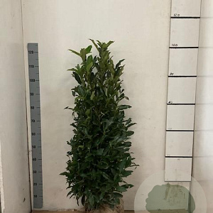 Prunus l. 'Reynvaanii' 100-125 cm met kluit