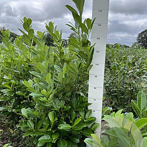 Prunus I. 'Rotundifolia' 120-140 cm met kluit