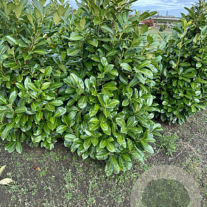 Prunus I. 'Rotundifolia' 125-150 cm met kluit