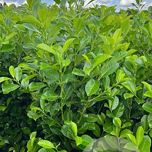Prunus I. 'Rotundifolia' 125-150 cm met kluit