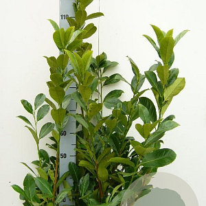 Prunus I. 'Rotundifolia' 80-100 cm met kluit