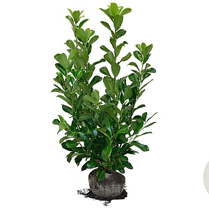 Prunus I. 'Rotundifolia' 80-100 cm met kluit