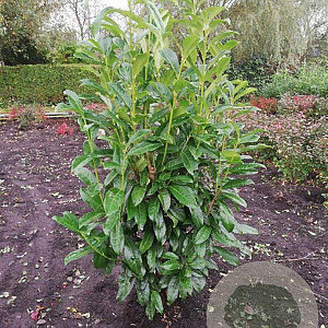Prunus l. Genolia 100-125 cm met kluit