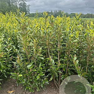 Prunus l. Genolia 100-125 cm met kluit