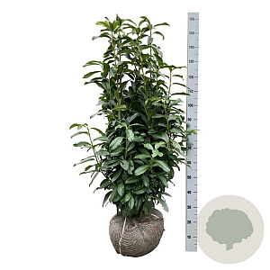 Prunus l. Genolia 100-125 cm met kluit