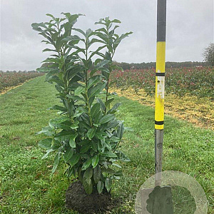 Prunus l. Genolia 100-125 cm met kluit