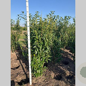 Prunus l. Genolia 150-175 cm met kluit