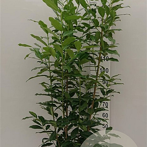 Prunus l. Genolia 150-175 cm met kluit