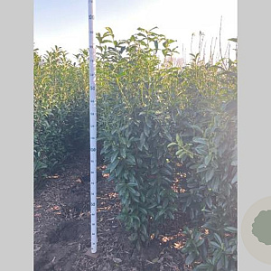 Prunus l. Genolia 175-200 cm met kluit