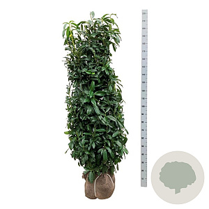 Prunus l. Genolia 175-200 cm met kluit extra