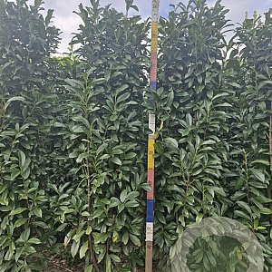 Prunus l. Genolia 200-225 cm met kluit