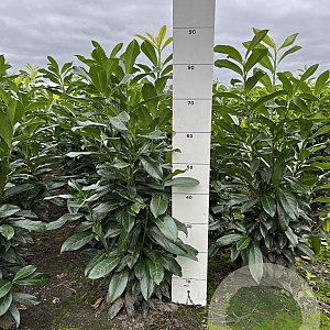 Prunus l. Genolia 60-80 cm met kluit