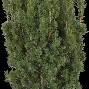 Taxus media 'Hicksii' 100-125 cm met kluit