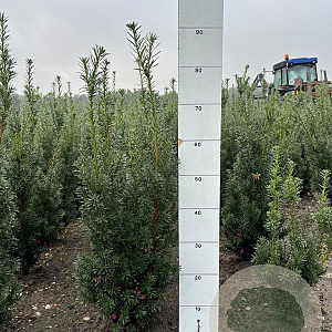 Taxus media 'Hicksii' 60-80 cm met kluit