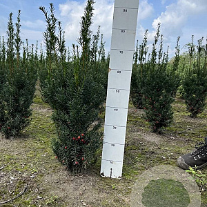 Taxus media 'Hicksii' 60-80 cm met kluit