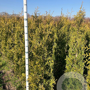 Thuja occ. 'Brabant' 125-150 cm met kluit