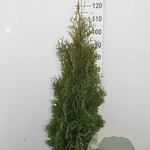 Thuja occ. 'Holmstrup' 200 cm met kluit