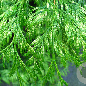 Thuja occ. 'Smaragd' 175-200 cm met kluit