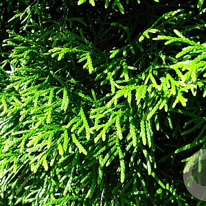 Thuja occ. 'Smaragd' 175-200 cm met kluit
