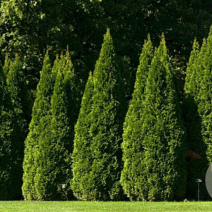 Thuja occ. 'Smaragd' 175-200 cm met kluit