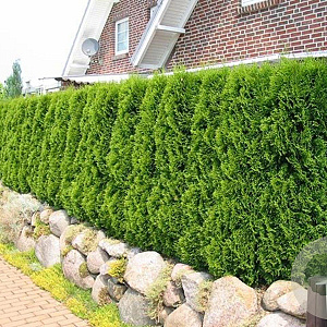 Thuja occ. 'Smaragd' 175-200 cm met kluit