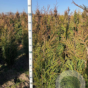 Thuja pl. 'Atrovirens' 125-150 cm met kluit