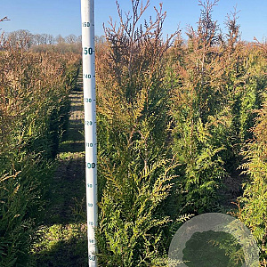 Thuja pl. 'Atrovirens' 150-175 cm met kluit