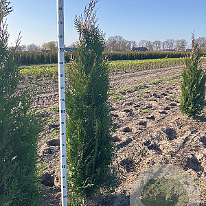 Thuja pl. 'Atrovirens' 175-200 cm met kluit