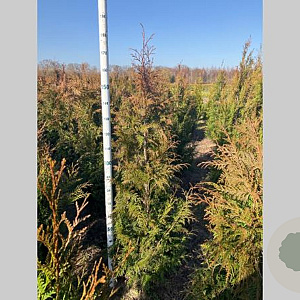 Thuja pl. 'Excelsa' 150-175 cm met kluit