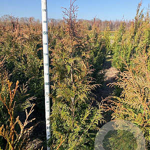 Thuja pl. 'Excelsa' 150-175 cm met kluit