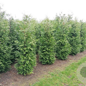 Thuja pl. 'Excelsa' 200-225 cm met kluit