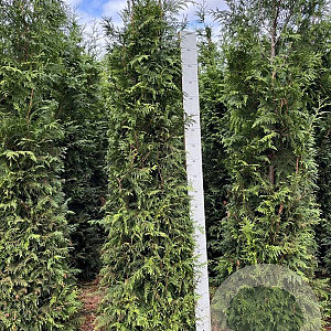 Thuja pl. 'Excelsa' 200-225 cm met kluit