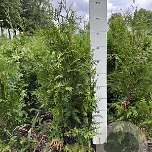 Thuja pl. 'Excelsa' 80-100 cm met kluit