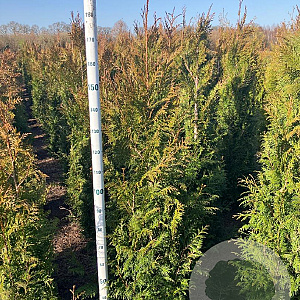 Thuja pl. 'Martin' 150-175 cm met kluit