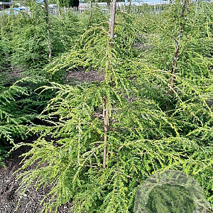 Tsuga canadensis 150-175 cm met kluit