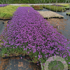 Verbena bon. 'Lollipop' GM P9