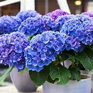 Hydrangea m. Early Blue 80-100 cm 20L