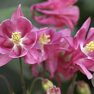 Aquilegia v. 'Altrosa' GM P9 BIO