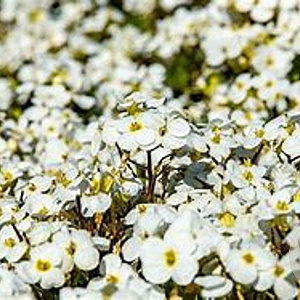 Arabis caucas. 'Schneehaube' GM P9 BIO