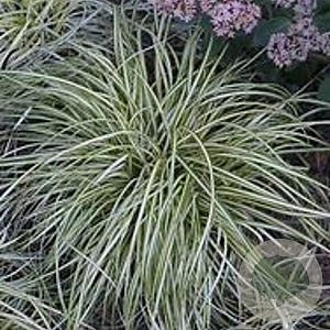 Carex ornithopoda 'Variegata' GM P9 BIO