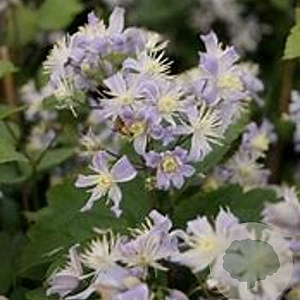 Clematis 'Mrs Robert Brydon' GM P9 BIO